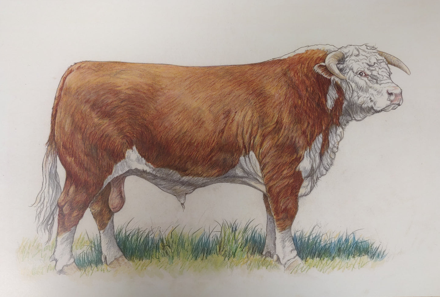 Hereford Bull Print