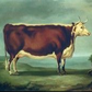 The Silver Cow Historic Hereford Print