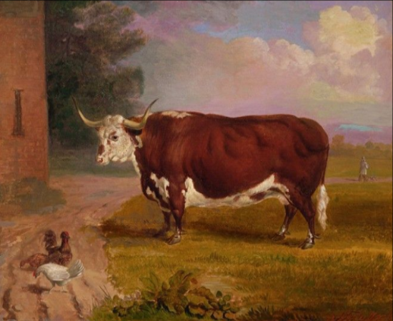 The Hereford Ox Historic Print
